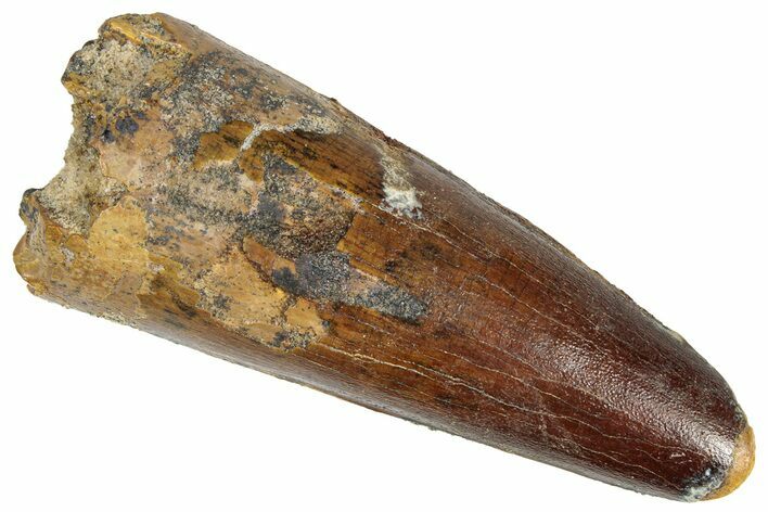 Fossil Spinosaurus Tooth - Robust Tooth #305579